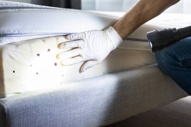 Best Mosquito Control Services  in Champaign, IL