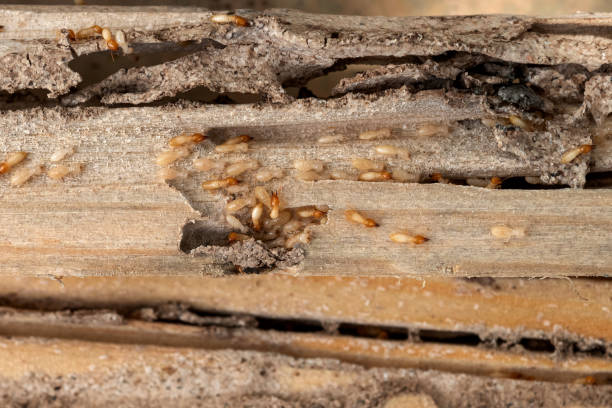 Best Residential Pest Control  in Champaign, IL