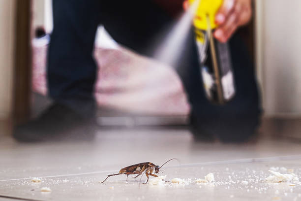 Best Flea Control Services  in Champaign, IL